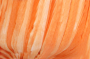 117-18 оранжевый фото